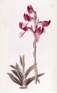 Ilustrace Anacamptis papilionacea od Designer